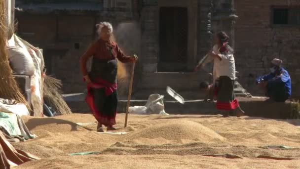 Femmes qui ratissent les céréales au Népal — Video