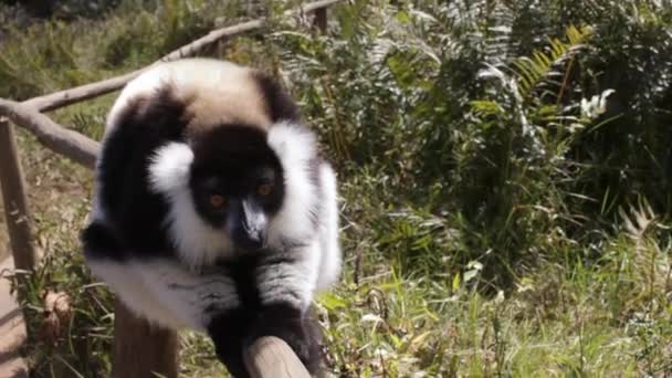 Vue statique du lémurien assis sur une clôture en bois regardant autour .