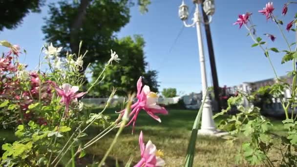 Fleurs roses et arrière-cour au printemps — Video