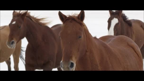 Pferde laufen auf den Bonneville-Salinen — Stockvideo