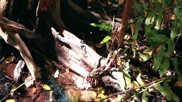 Imagen estática de una gran raíz de árbol en un área brillante y pantanosa rodeada de hojas . — Vídeos de Stock