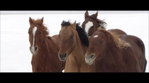 Cavalos correndo nos Bonneville Salt Flats — Vídeo de Stock