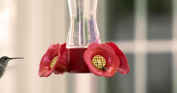 Movimento lento de Hummingbird recebendo uma bebida do alimentador . — Vídeo de Stock