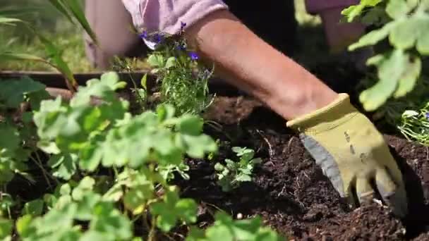 女性を掘り、土で植物を配置すること — ストック動画