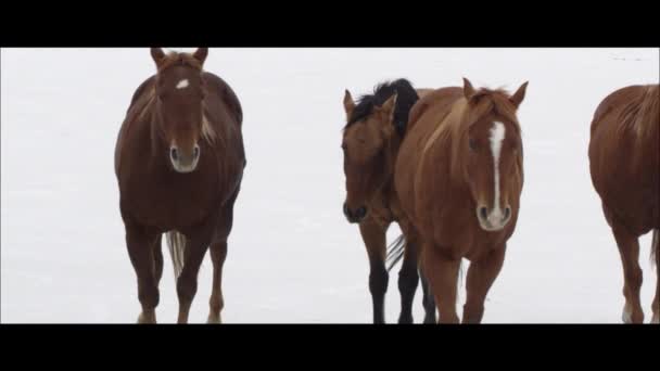 Cavalli che corrono sulle saline di Bonneville — Video Stock