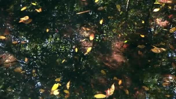 Langsamer, nach unten gerichteter Wassertopf in einem hellen, sumpfigen Gebiet mit Blättern und Spiegelungen. — Stockvideo