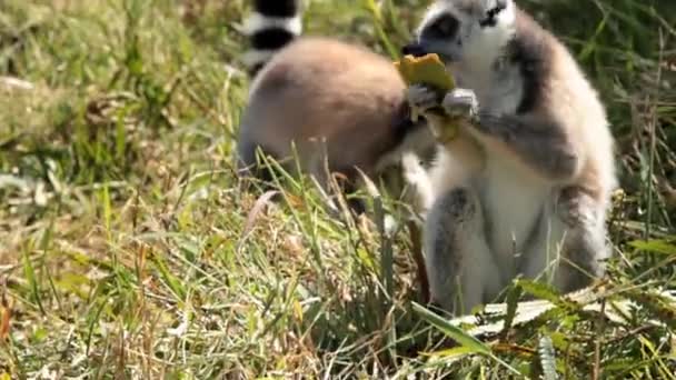 Maki's in het gras eten — Stockvideo