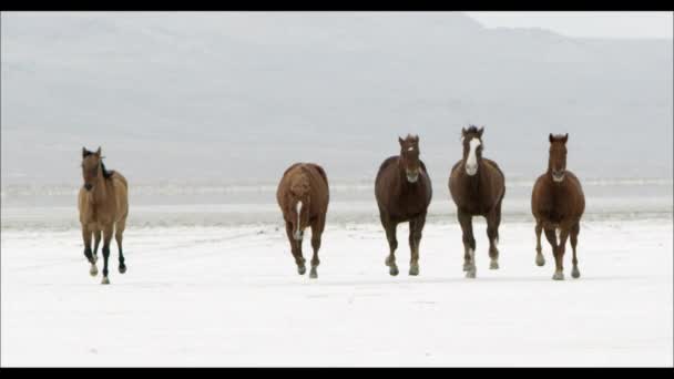 Cavalli che corrono sulle saline di Bonneville — Video Stock