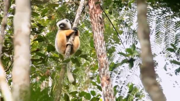 Lémur agarrándose a un árbol en la selva . — Vídeos de Stock