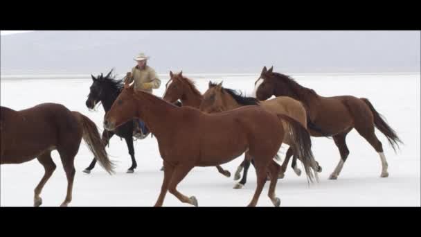 Cavalli in esecuzione con cowboy — Video Stock