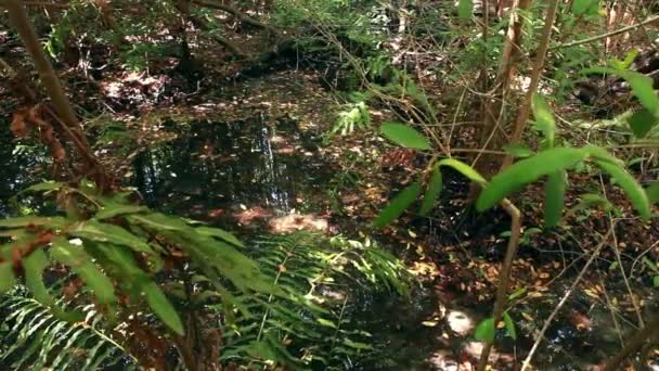 Langzame neerwaartse pan van een heldere moerassige gebied met bomen. — Stockvideo