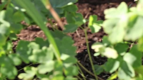 Femme creuser et placer des plantes dans la saleté — Video