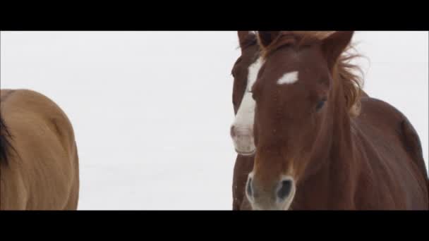 Paarden die op de Bonneville Salt Flats — Stockvideo