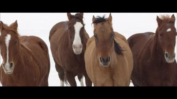 Cavalos correndo nos Bonneville Salt Flats — Vídeo de Stock