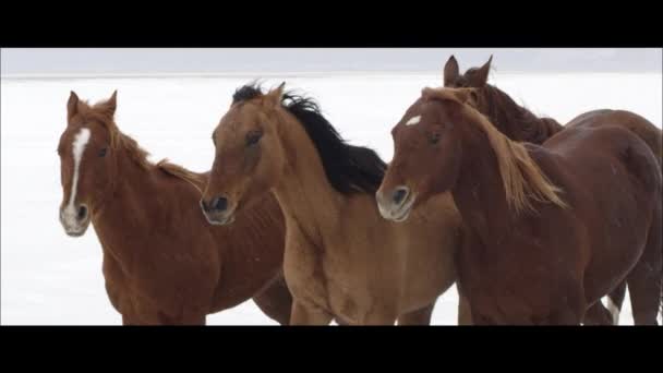 Chevaux qui courent sur les plaines salées de Bonneville — Video