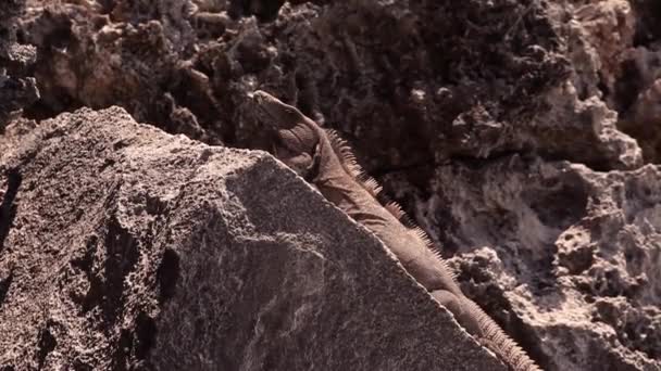 Bir iguana bir kayaya closeup — Stok video