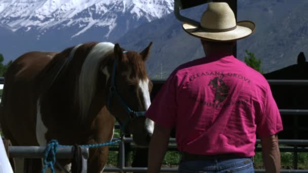 Cowboy approaching and touching a skewbald horse — Stock Video