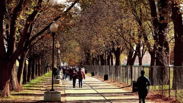 Pasarela arbolada en el National Mall llena de gente en Washington DC — Vídeo de stock