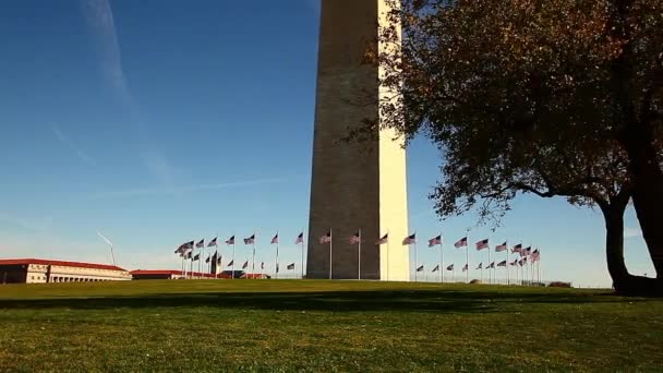 Pan of Washington Monument and a big tree in Washington DC — Stock Video