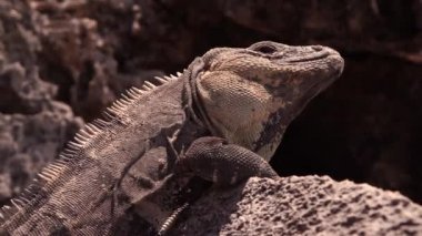 bir iguana bir kayaya closeup