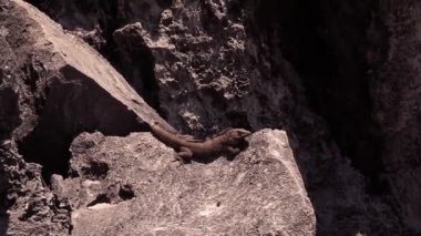 başka bir iguana sinsice Iguana