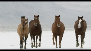 at Bonneville tuz düzlükler üzerinde çalışan