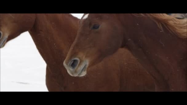 Cavalli in esecuzione con cowboy — Video Stock