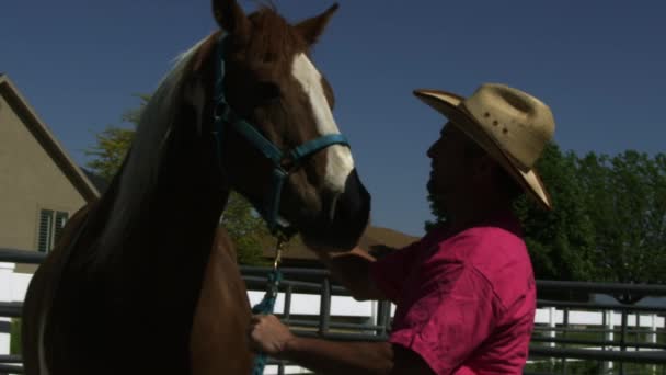 Cowboy petting a skewbald horse — Stock Video