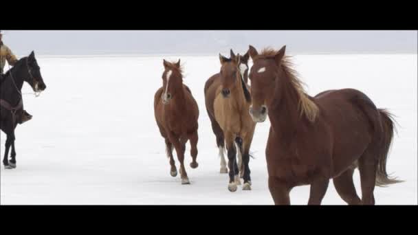 Pferde laufen mit Cowboy — Stockvideo