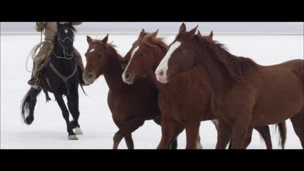 Pferde laufen von Cowboy — Stockvideo