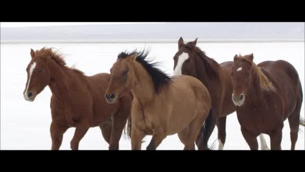 Paarden die op de Bonneville Salt Flats — Stockvideo