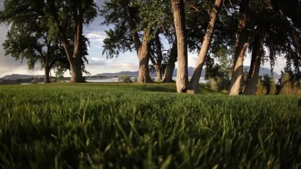Una toma de seguimiento de una tierra cubierta de hierba con árboles impresionantes a la vista . — Vídeos de Stock