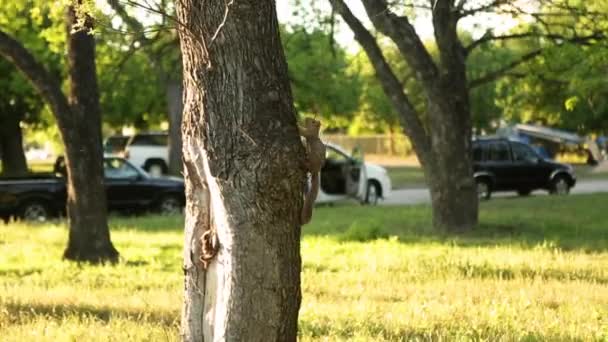 Ardilla climing un árbol . — Vídeo de stock