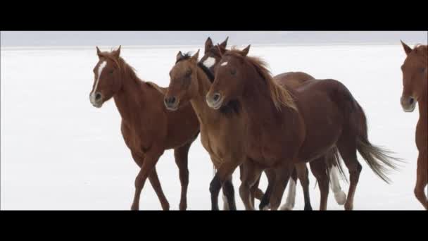 Cavalos correndo nos Bonneville Salt Flats — Vídeo de Stock