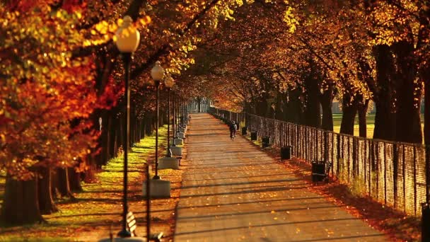 Passerelle bordée d'arbres au National Mall remplie de gens à Washington DC — Video