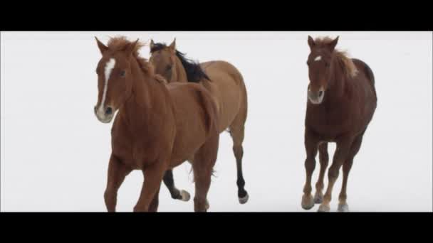 Chevaux qui courent sur les plaines salées de Bonneville — Video