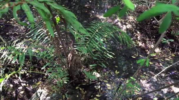 Scatto verso il basso di una padella lenta attraverso un'area paludosa con alberi . — Video Stock