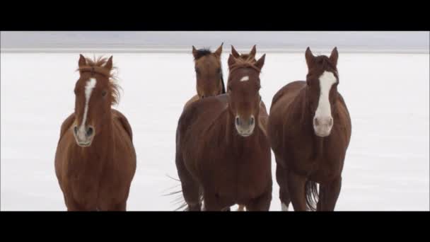 Caballos corriendo en las Salinas de Bonneville — Vídeo de stock