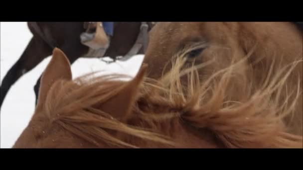 Caballos corriendo con vaquero — Vídeos de Stock