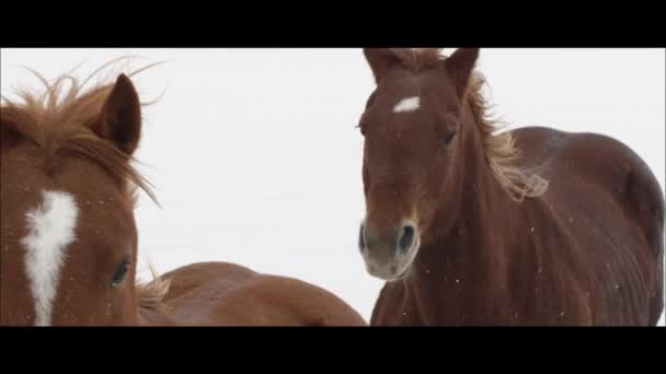 Konie na Bonneville Salt Flats — Wideo stockowe