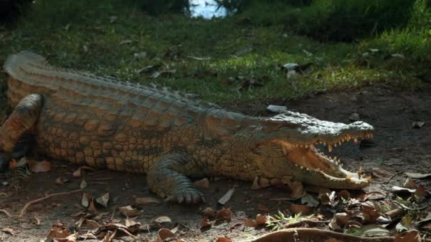 alligator couché à l'ombre avec la bouche ouverte .