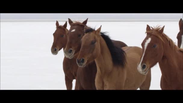 Cavalos correndo nos Bonneville Salt Flats — Vídeo de Stock