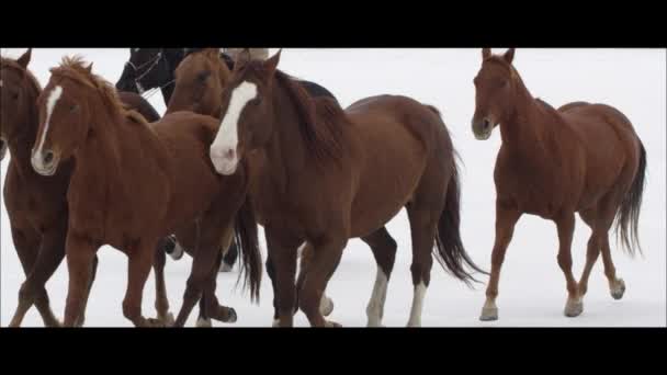 Hästar att köra med cowboy — Stockvideo