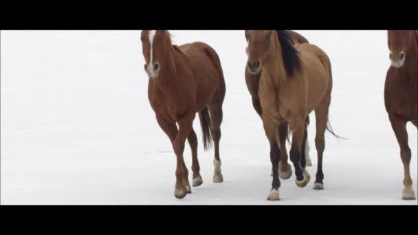 Konie na Bonneville Salt Flats — Wideo stockowe