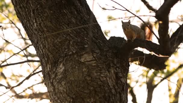 Ardilla acostada en la rama del árbol y luego de pie agitando la cola . — Vídeo de stock