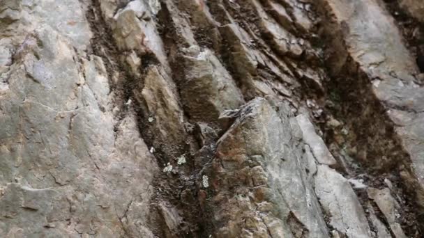 Closeup of a man's rock-climbing shoes — Stock Video