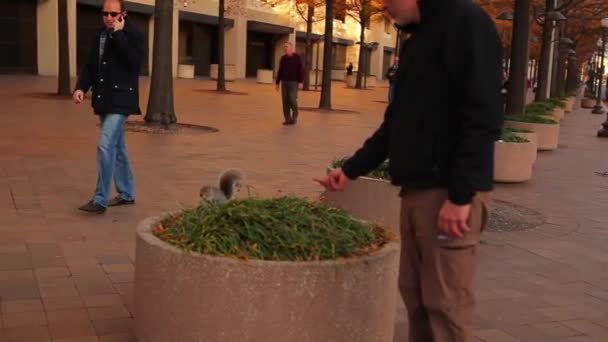 Colpo palmare di un uomo che nutre uno scoiattolo su un contenitore di piante su un marciapiede — Video Stock