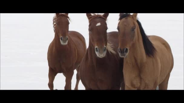 Chevaux qui courent sur les plaines salées de Bonneville — Video