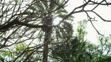 Telif ücretsiz stok Video görüntülerini oasis ağaçlar Ein Gedi, İsrail'de vurdu