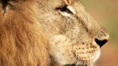 Erkek aslan profili, yakın çekim